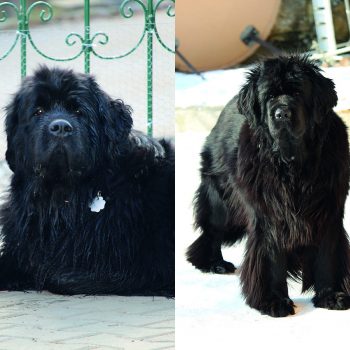 Als Ehrengäste: Marke und Molly aus der aktuellen Inszenierung der „Meistersinger“ von Barrie Kosky.